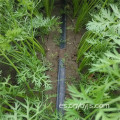 Zona de riego por goteo para ahorro de agua de zanahoria